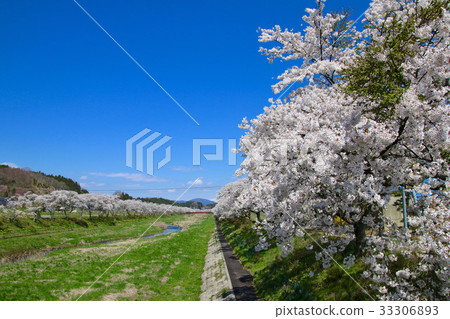 Senbonzakura (Ono-cho) of the Natsuigawa River 33306893