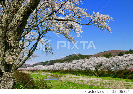 Senbonzakura (Ono-cho) of the Natsuigawa River 33306895