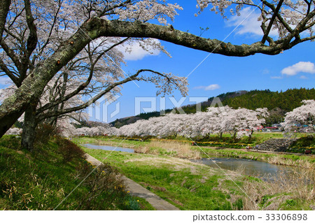 Senbonzakura (Ono-cho) of the Natsuigawa River 33306898