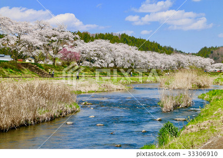 Senbonzakura (Ono-cho) of the Natsuigawa River 33306910