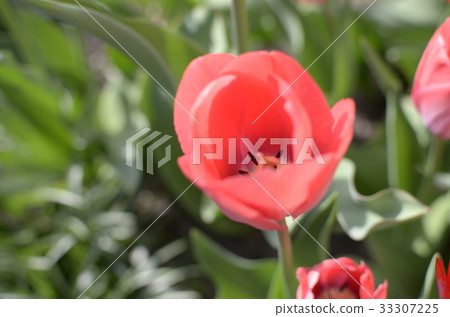 Tulip 33307225