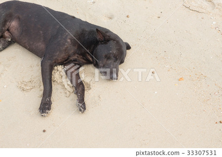 Dog Sleeping on the beach dog relaxing and resting 33307531