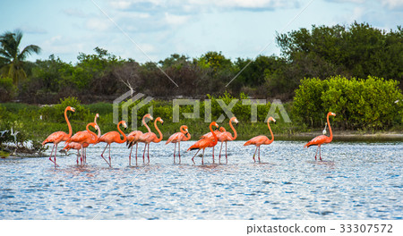 Flamingoes at Celestun Biosphere Reserve, Yucatan Flamingoes at Celestun Biosphere Reserve, Yucatan 33307572