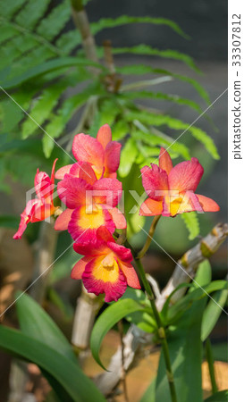 pink and yellow orchids flower pink and yellow orchids flower 33307812