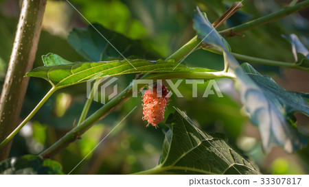 ripe mulberries fruits 33307817