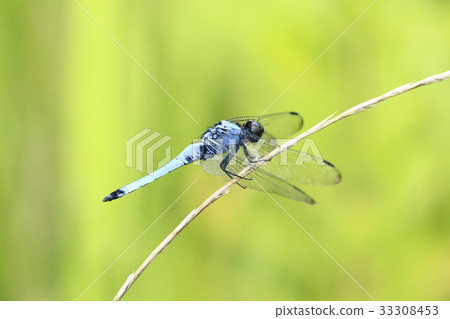 鹽卡拉通博 鹽卡拉通博 33308453