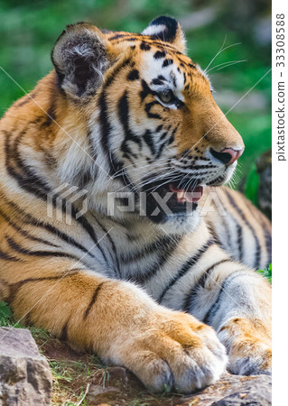 Young bengal tiger Young bengal tiger 33308588