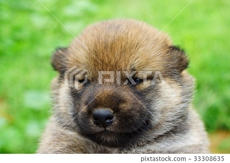 Shiba Inu寶貝 33308635