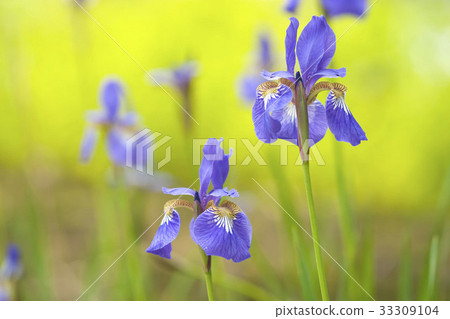 鳶尾花 鳶尾花 33309104