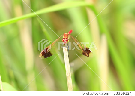 Miyama Macane 33309124