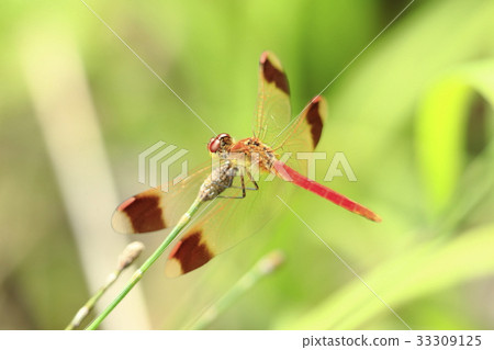 Miyama Macane 33309125