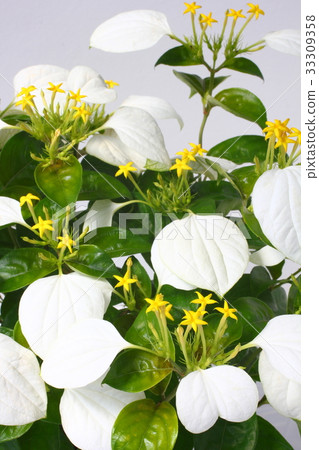 Conlonka Conlonka 33309358