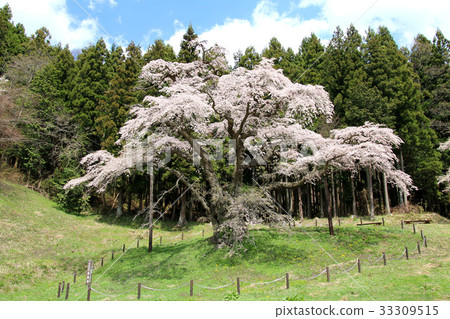 岩倉櫻（平田村） 33309515