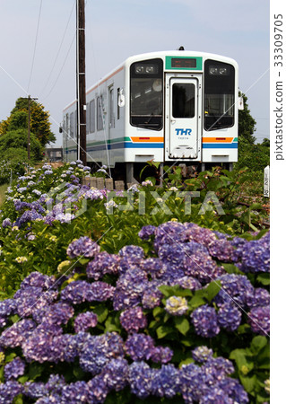 Tenryu Hamanako鐵路和繡球花 33309705