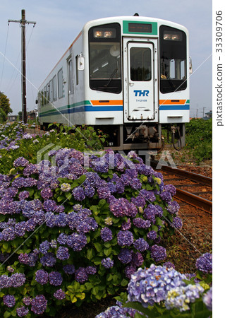 Tenryu Hamanako鐵路和繡球花 33309706