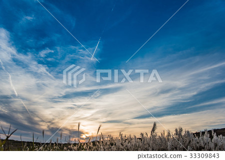 秋天人參高原Susuki合流在傍晚的天空 秋天人參高原Susuki合流在傍晚的天空 33309843