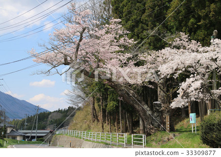 Baba Zakura（平田村） 33309877