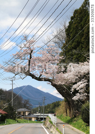 Baba Zakura(平田村) Baba Zakura(平田村) 33309878