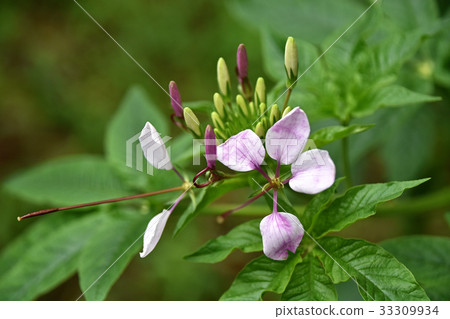 Flower of Creme 33309934