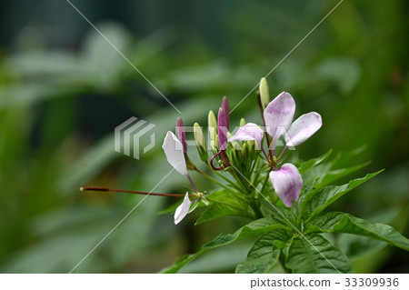 Flower of Creme Flower of Creme 33309936