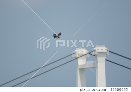 Osago 1飛回Shirasagi橋 33309965