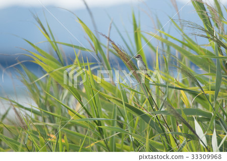 Prairie sekka 33309968