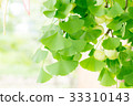 Leaves and fruits of ginkgo biloba 33310143