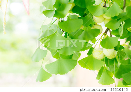 銀杏葉和果實 33310143