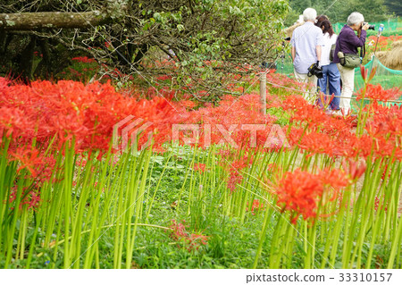 Cluster amaryllis 33310157