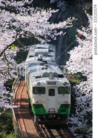 Tsukumi-ji's cherry blossoms line (Yanaizu-cho) 33310374