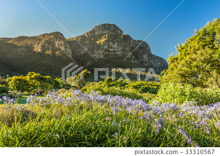 Kirstenbosch Garden in Cape Town 33310567