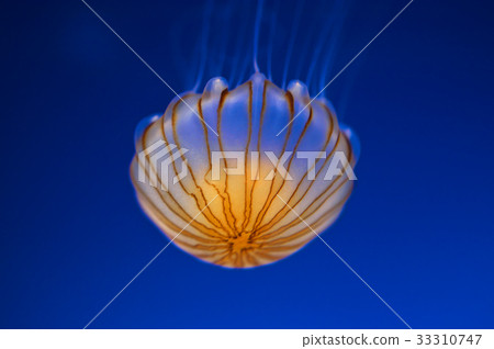 向狼跳舞 33310747