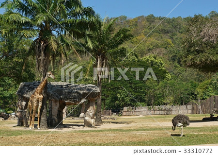 Giraffa camelopardalis,動物園,野生動物園 Giraffa camelopardalis,動物園,野生動物園 33310772