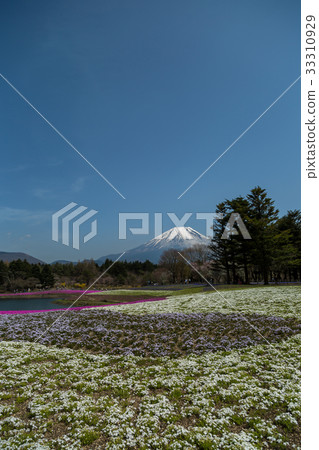 富士山和蘑菇 33310929