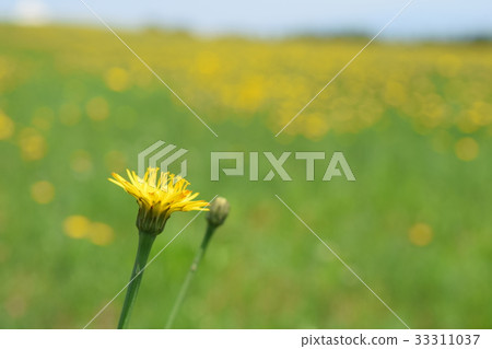 貓耳菊 貓耳菊 33311037