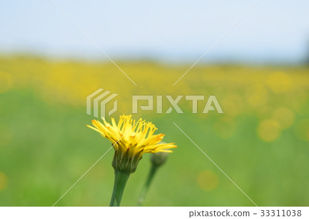 貓耳菊 貓耳菊 33311038