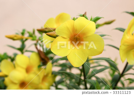 Golden Trumpet, Allamanda cathartica Golden Trumpet, Allamanda cathartica 33311123