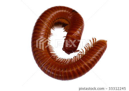 Giant Millipede Giant Millipede 33312245