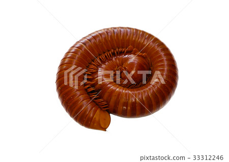 Giant Millipede Giant Millipede 33312246