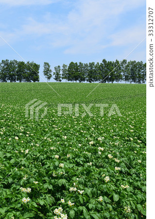 拼湊路徑 33312707