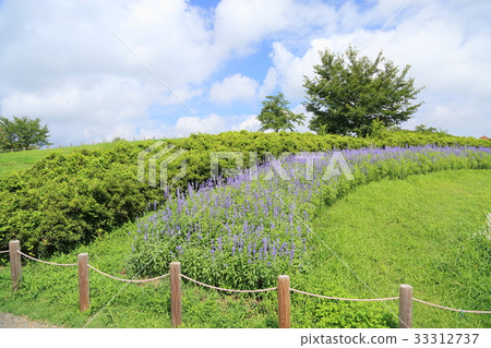 夏季公園 33312737