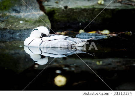 Bird the smew 33313154