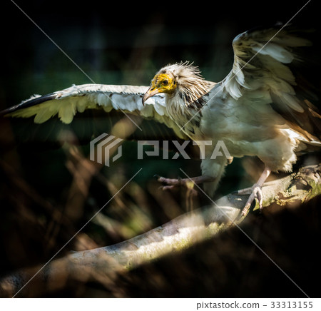 Bird Egyptian vulture 33313155