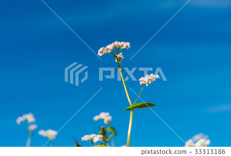 Buckwheat growing on the field 33313186
