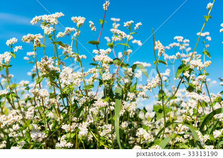 Buckwheat growing on the field Buckwheat growing on the field 33313190