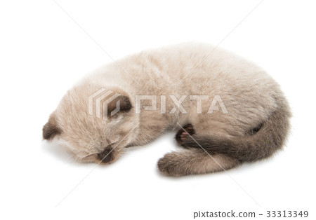 Beautiful lop-eared kitten isolated 33313349