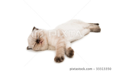 Beautiful lop-eared kitten isolated Beautiful lop-eared kitten isolated 33313350