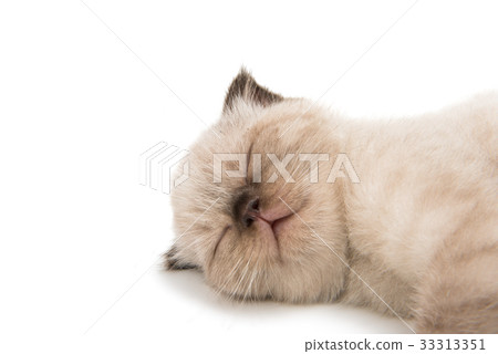 Beautiful lop-eared kitten isolated 33313351