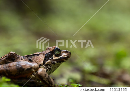 Tree frog on a pot Tree frog on a pot 33313565