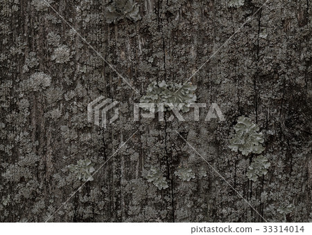 Old wood texture for web background Old wood texture for web background 33314014